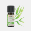Aceite Esencial Cajeput Melaleuca Cajeputii - 10ml - Florame